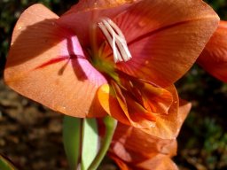 Gladiolus equitans flower