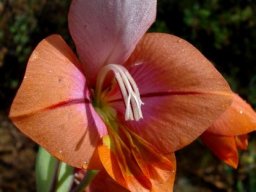 Gladiolus equitans flower, little yellow, much white