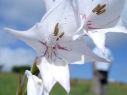 Gladiolus