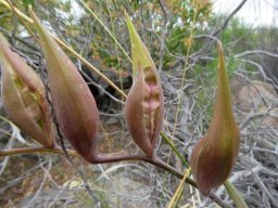 Gladiolus floribundus young fruit