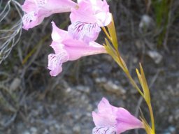 Gladiolus hirsutus