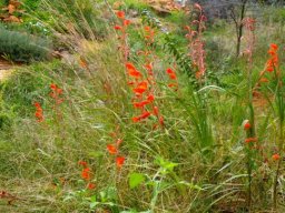 Gladiolus hybrid, close to G. dalenii