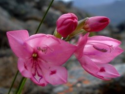 Gladiolus inflatus, a pink bluebell