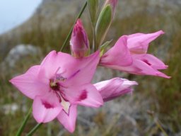 Gladiolus inflatus