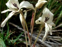 Gladiolus leptosiphon