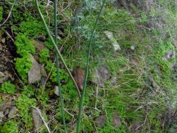 Gladiolus liliaceus leaves and stem