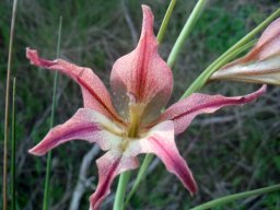 Gladiolus liliaceus flower