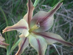 Gladiolus liliaceus flower