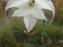 Gladiolus longicollis subsp. platypetalus flower