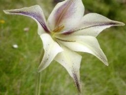 Gladiolus longicollis subsp. longicollis