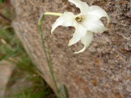 Gladiolus longicollis subsp. platypetalus