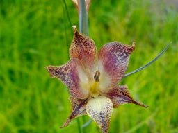 Gladiolus maculatus, the brown Afrikaner