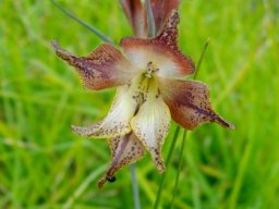Gladiolus maculatus flower