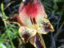 Gladiolus maculatus colouring