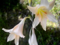 Gladiolus monticola, the bergpypie