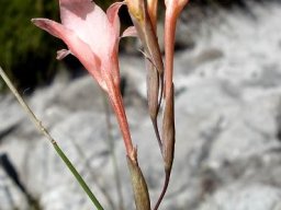 Gladiolus monticola outer colours and bracts