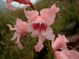 Gladiolus mortonius flowers