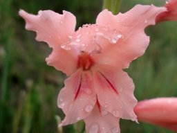 Gladiolus oppositiflorus flower
