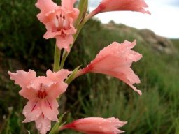 Gladiolus oppositiflorus flower spike