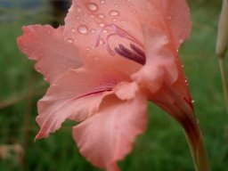 Gladiolus oppositiflorus stamens and style