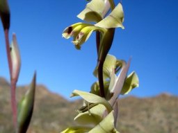 Gladiolus orchidiflorus flower spike