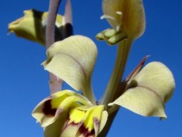 Gladiolus orchidiflorus flower