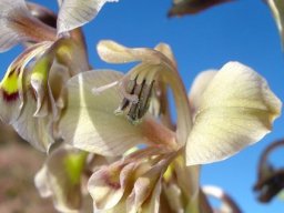 Gladiolus orchidiflorus style branches and stamens