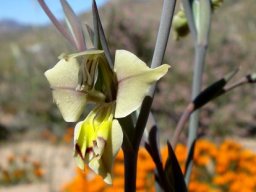 Gladiolus orchidiflorus bracts