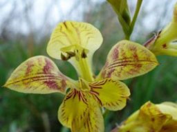 Gladiolus pardalinus