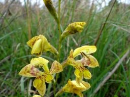 Gladiolus pardalinus spike-shaped inflorescence