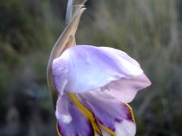 Gladiolus patersoniae