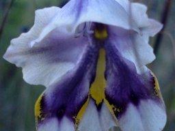 Gladiolus patersoniae flower