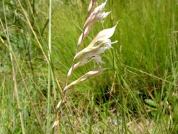 Gladiolus permeabilis subsp. edulis flowers to one side