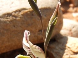Gladiolus permeabilis subsp. permeabilis showing windows
