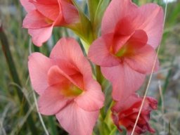 Gladiolus rehmannii