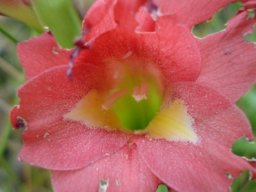 Gladiolus rehmannii flower