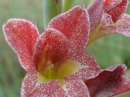 Gladiolus rehmannii flower