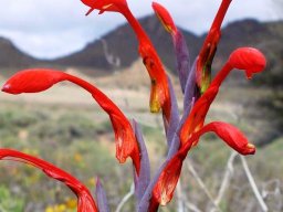 Gladiolus saccatus flowers