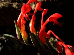 Gladiolus saccatus flowers