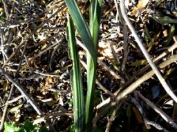 Gladiolus saccatus leaves