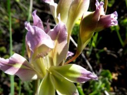 Gladiolus scullyi flower