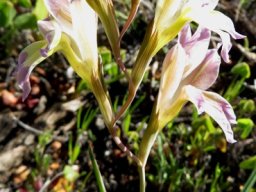 Gladiolus scullyi zigzagging spike