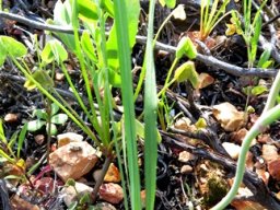Gladiolus scullyi leaves