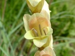 Gladiolus sericeovillosus subsp. sericeovillosus inside the flowers