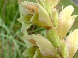 Gladiolus sericeovillosus subsp. sericeovillosus