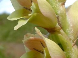 Gladiolus sericeovillosus subsp. sericeovillosus bract hairs