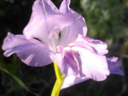 Gladiolus species, maybe carinatus