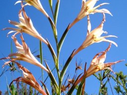 Gladiolus undulatus flower spike