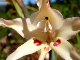 Gladiolus undulatus flower