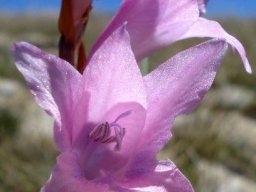 Gladiolus varius flowers
